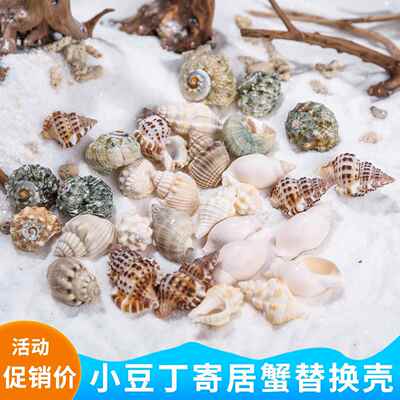 小豆丁壳寄居蟹替换壳鱼缸水族造景装饰稀有收藏标本天然海螺贝壳