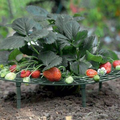 Strawberry Supports Keep Berries Clean Keeping Plant Fruit