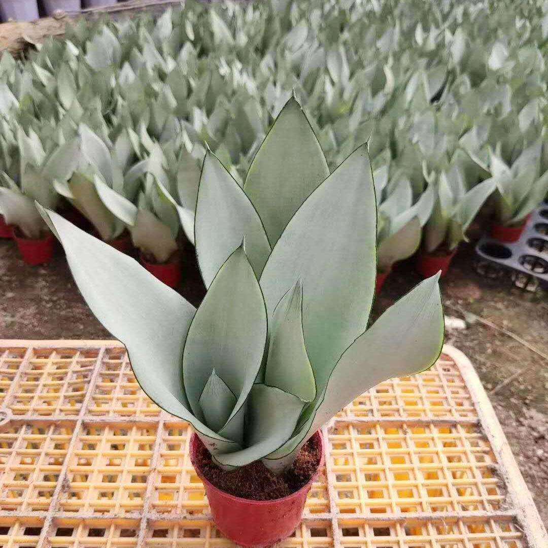 家居植物花卉盆栽虎皮兰植物盆栽110#白玉虎皮兰