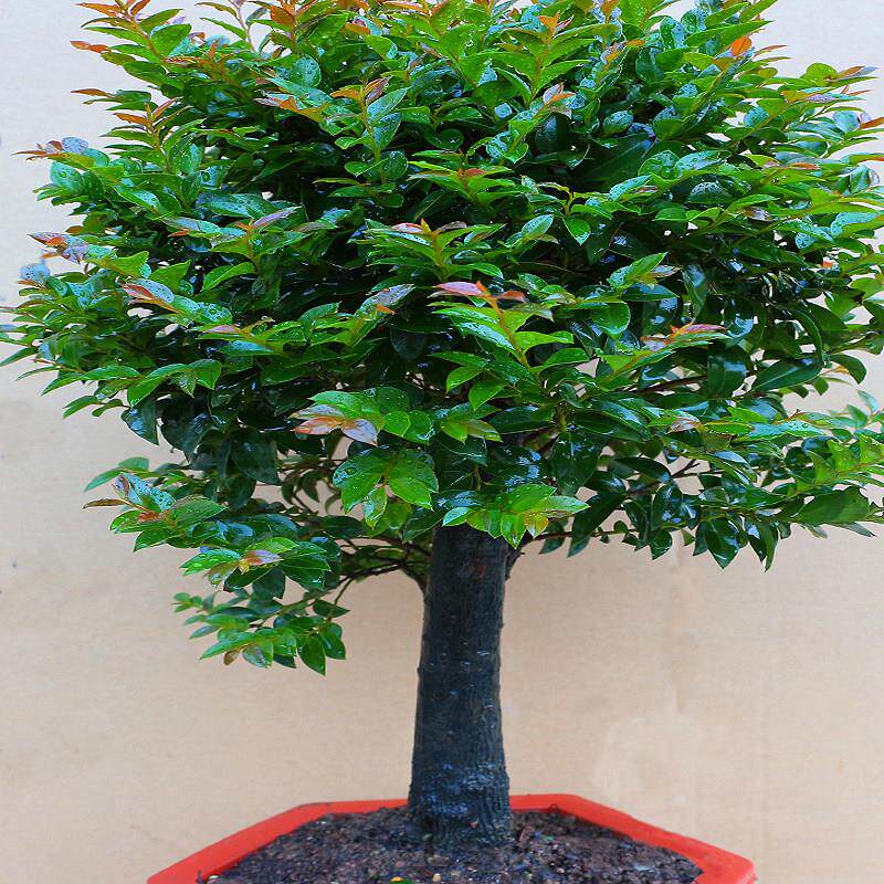 小叶紫檀盆景树桩室内客厅阳台花卉盆栽老桩绿植四季常青净化空气