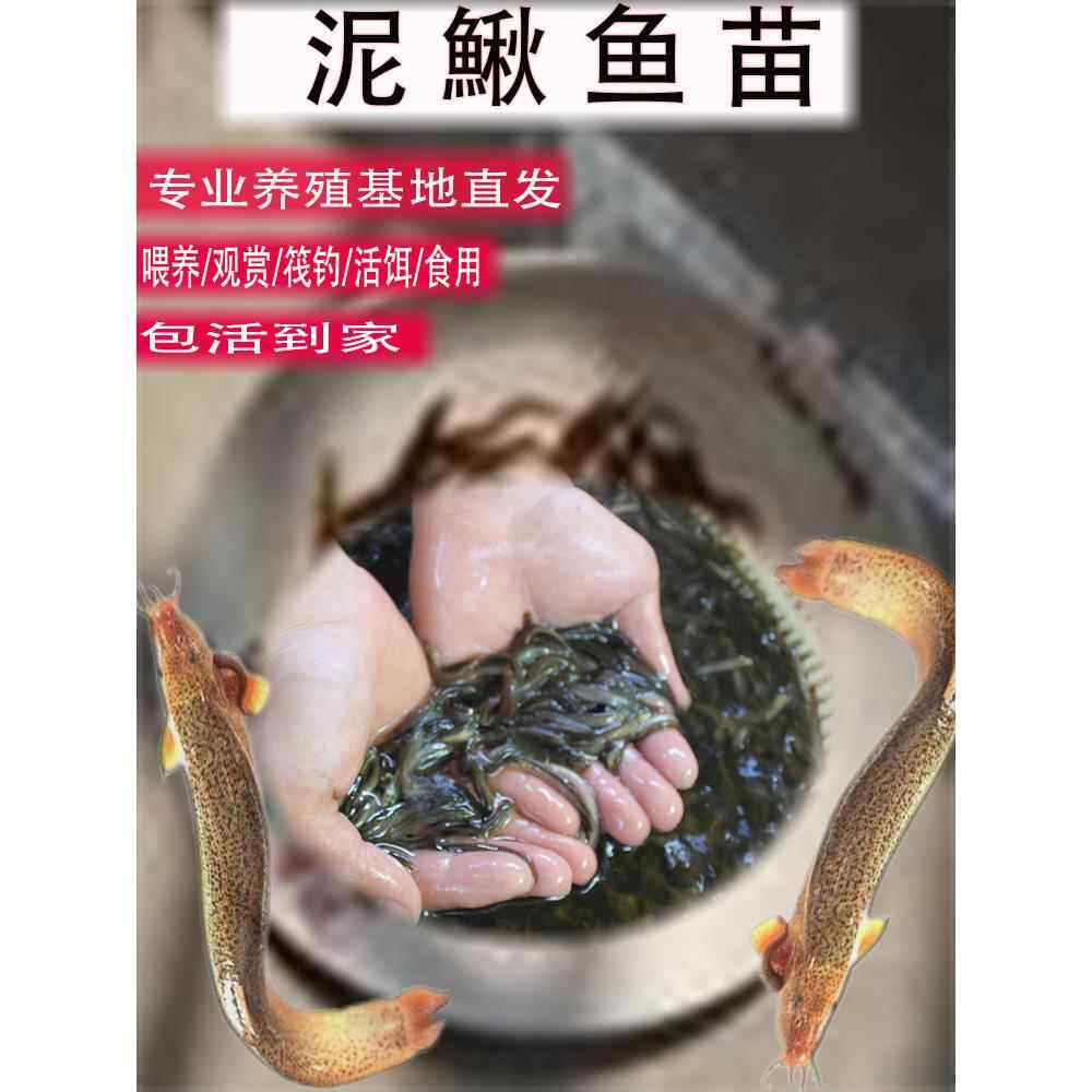 台湾泥鳅苗养殖本地黄金鳅饲料鲜活体筏钓活饵喂食淡水乌龟龙鱼