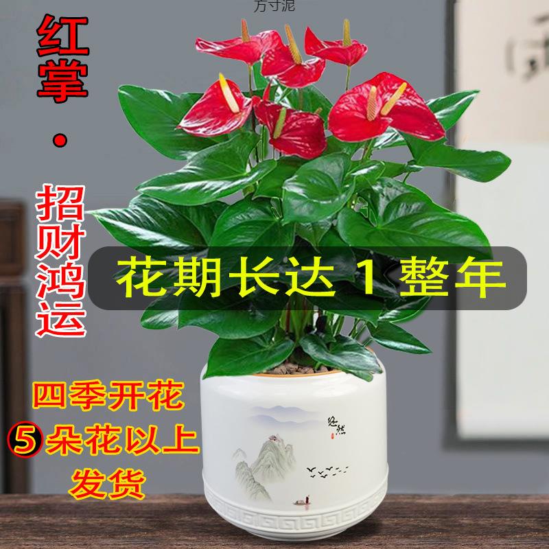 红掌盆栽四办开花绿植运当头花卉公室内水培季好养植鸿物厂家直供