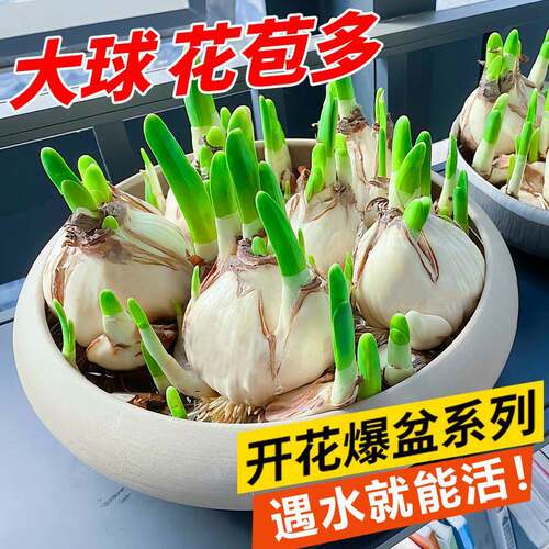 重瓣水仙种球秋冬开带苞易养