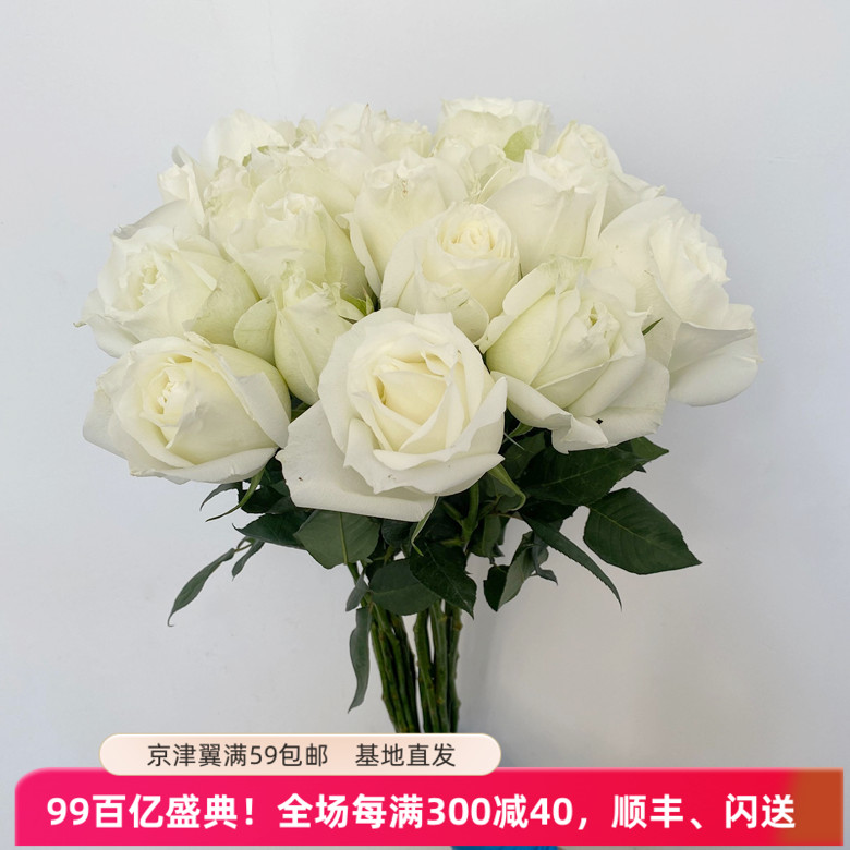 新鲜洁白玫瑰坦尼克花束大头白色玫瑰鲜切花带香味北京同城速递