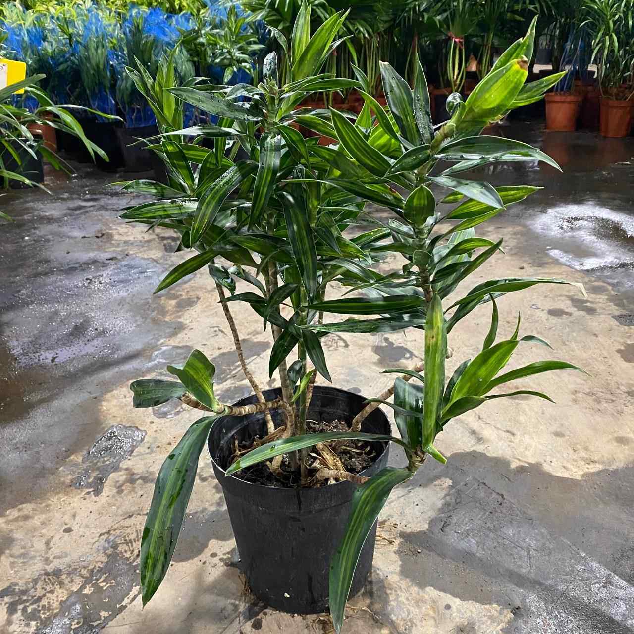 百合竹金心大盆栽室内好养植物金边客厅树老桩真绿植发财树