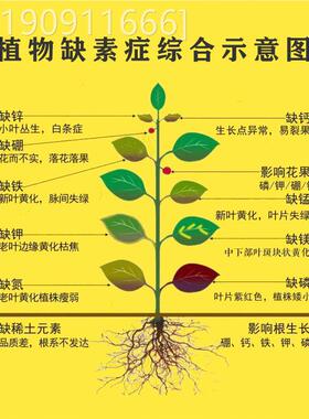 马拉高尔坪夫草坪专OKO用有机肥复合草底尼肥追肥冲施绿叶素粗壮