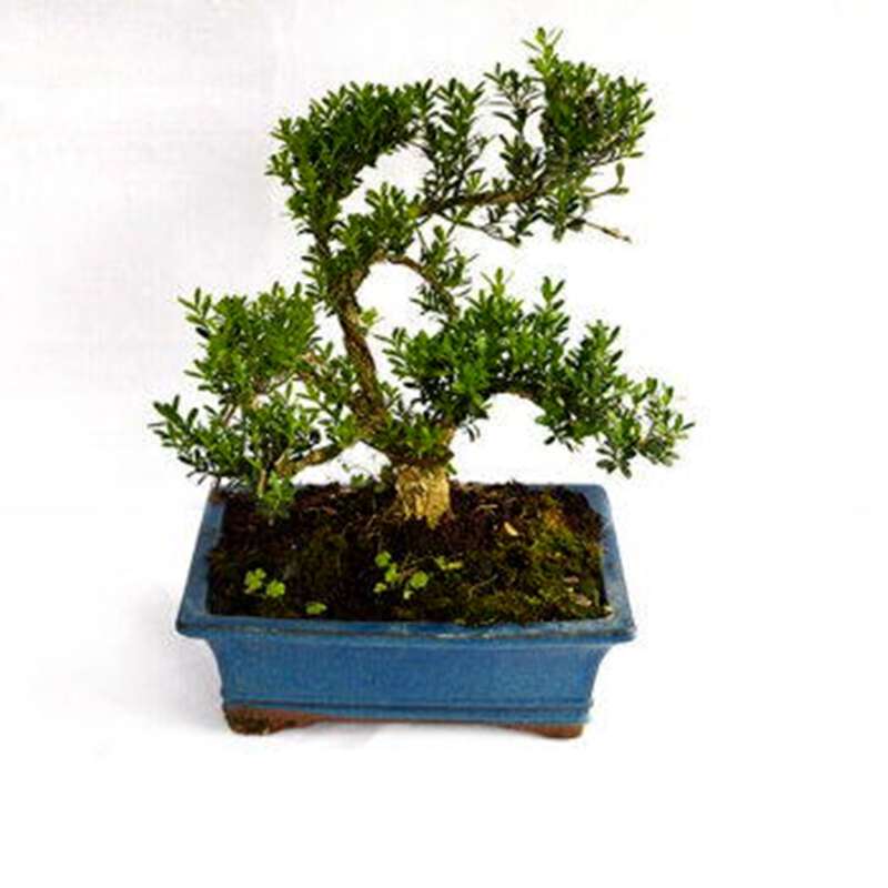 雀舌黄杨盆景名贵小叶皱皮稀有盆栽造型植物客厅办公室四季常青花