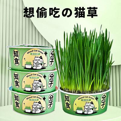 Cat grass instant noodles, cat grass potted plants, hairball