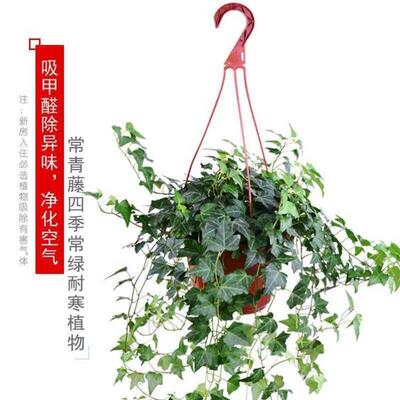 Ivy potted indoor and outdoor plants hanging green plant