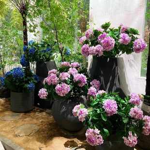 含阳仿真花 地景绣球 酒店婚庆花园造景摄影道具家居插花装饰花艺