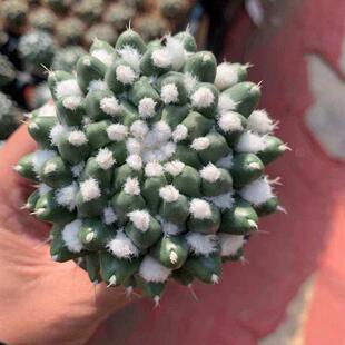雪糕仙人球实生稀有品种花卉好养活仙人掌类开花白毛多肉植物盆栽