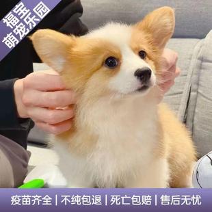 纯种柯基幼犬短腿双色柯基活体中小型狗柴犬幼犬雪纳瑞边牧宠物狗