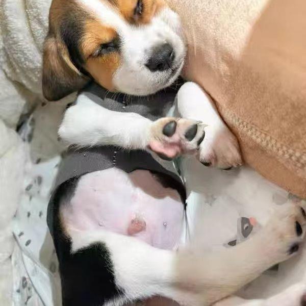 比格幼犬宠物工作犬狩猎犬活物猎兔犬小狗狗真狗活泼幼崽活健康活