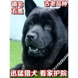 五黑犬黑狗虎头金田园犬中华正宗活物四眼广西土猎犬四眼狗短毛黑