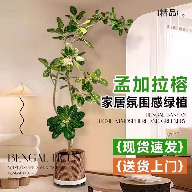网红孟加拉榕盆栽客厅绿植室内大型黄金榕高山榕树落地真花旺宅树