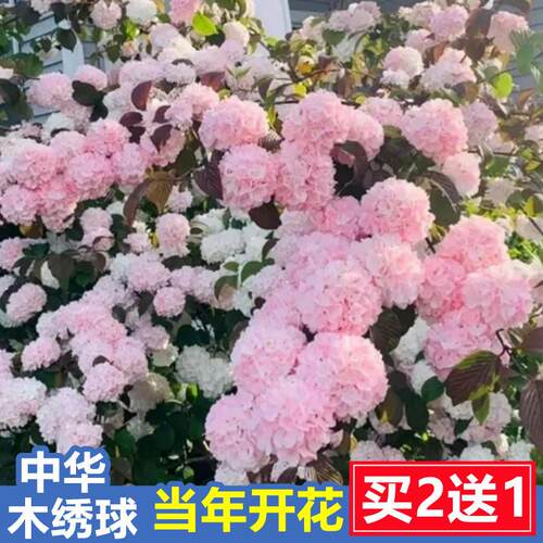 粉色中华木绣球树麻球大花斗球别墅庭院地栽木绣球花树苗盆栽耐寒