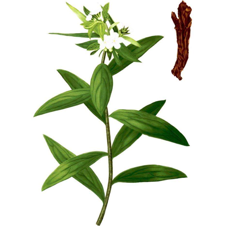 【紫草养颜净透乳霜】 不稳定肌肤解压小能手