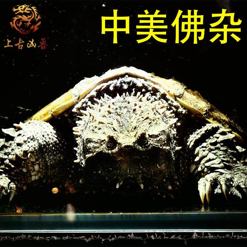 中美杂中美拟鳄龟纯佛鳄龟大头爆刺粗须凶猛活体观赏宠物拟鳄之王