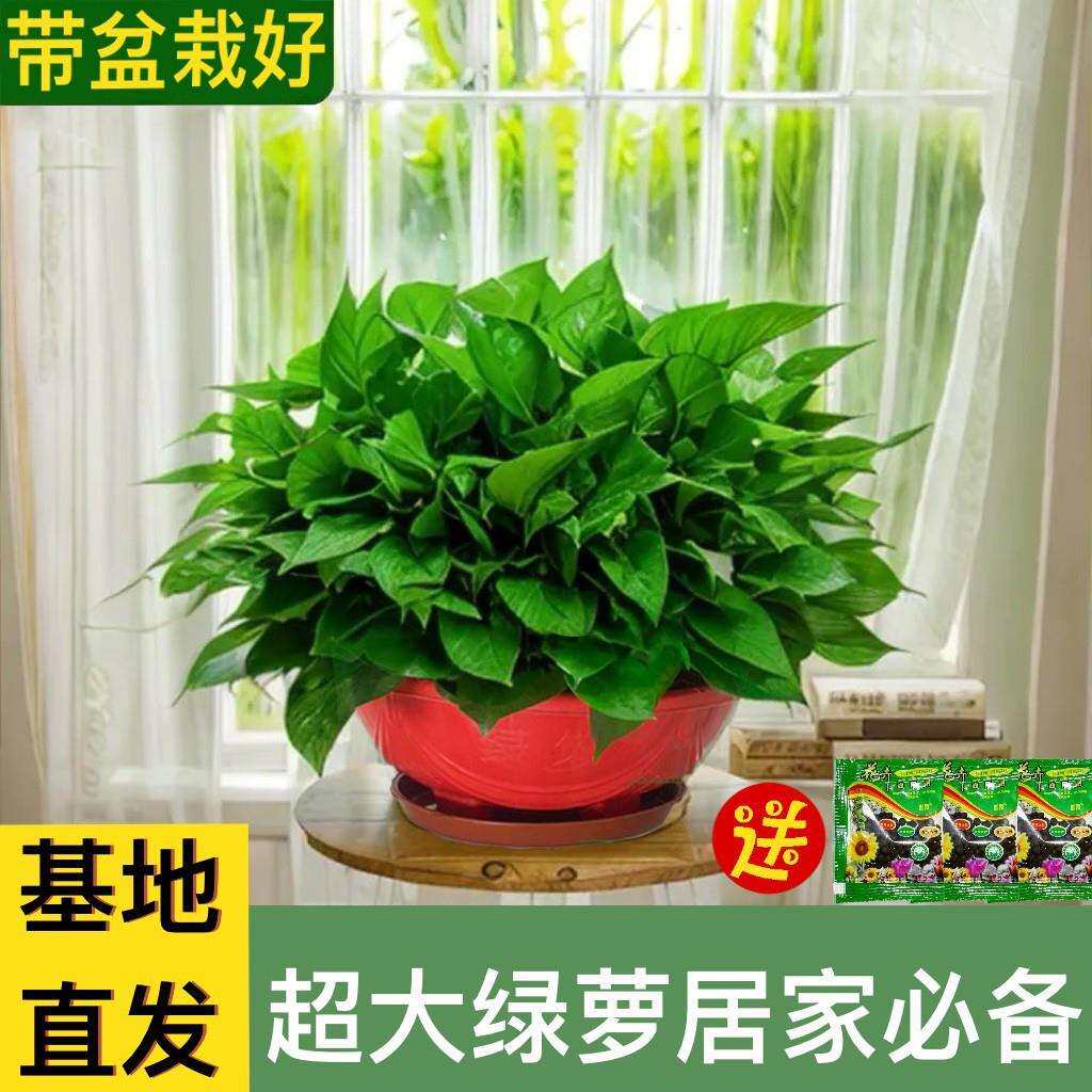 萝超绿大卉盆花植绿植室内盆栽物客厅吸甲酫净化绿植植无品牌/物