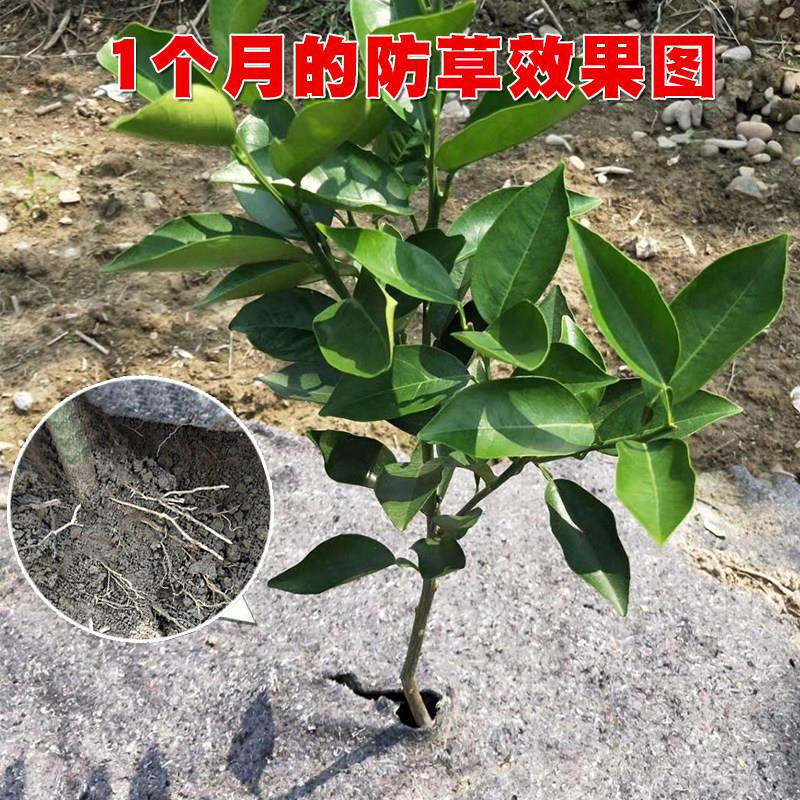 槟榔奇楠柠檬荔枝果园果树保肥盖草地膜隔热防晒保湿防草布除草布