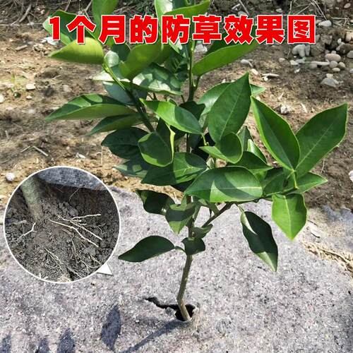 槟榔奇楠柠檬荔枝果园果树保肥盖草地膜隔热防晒保湿防草布除草布