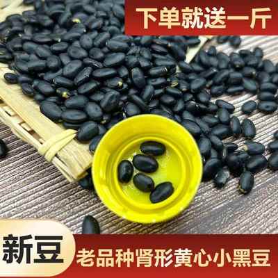 老品种山西肾型黄心小黑豆当季生豆芽打豆浆专用黄芯腰型药用黑豆