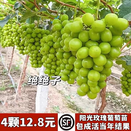 特大阳光玫瑰葡萄树，苖无核巨峰葡萄苗南方北方四季种植耐寒果树苗