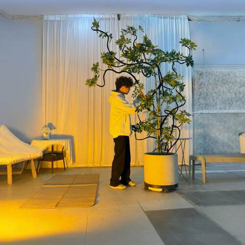 鸭脚木ins风格软装黑化造型飘枝老桩一物一拍室内大绿植盆栽观叶