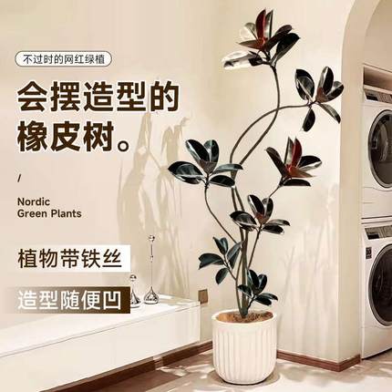 黑金刚橡皮树室内客厅大盆栽绿植阳台办公室大型植物旺宅真花禄植