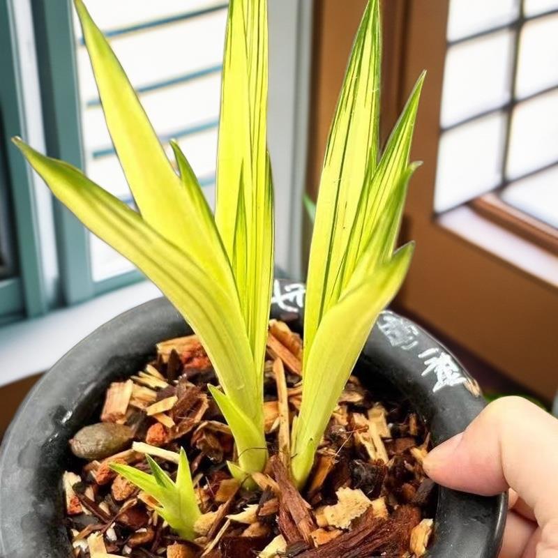 兰花苗高档艺草送春大中透绿帽金龙宋春花卉绿植盆栽室内矮种盆景