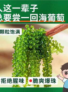 儿童海葡即食绿色TZL鱼子酱小孩吃的健康零开食新鲜渍胃菜萄旗舰