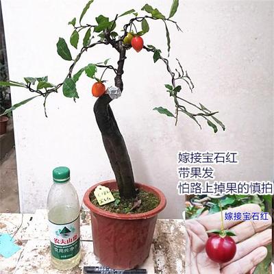 金弹子c盆景 小老桩盆栽 观叶母桩结果 阳台庭院挂果树桩熟桩