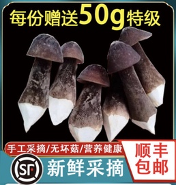 新鲜黑皮鸡枞菌菇煲汤云南特产食用菌长根，菇仿野生菌500g