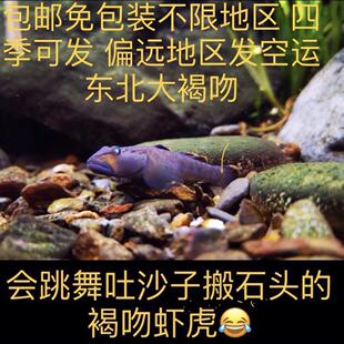 东北高帆褐吻非济南高帆虾虎鱼冷水原生鱼淡水鱼观赏鱼旁皮鱼吸鳅