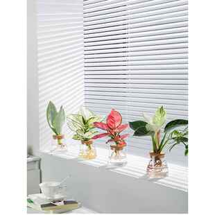 水培植物文竹小盆栽绿萝绿植富贵竹办公室懒人花卉玻璃瓶桌面创意