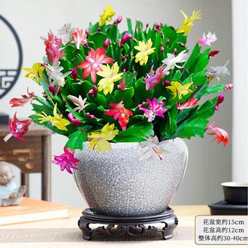 蟹爪兰盆栽带花苞带盆多色蟹蟹爪蟹脚兰螃蟹爪红色螃蟹抓蟹甲耐寒