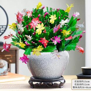 蟹爪兰盆栽带花苞带盆多色蟹蟹爪蟹脚兰螃蟹爪红色螃蟹抓蟹甲耐寒