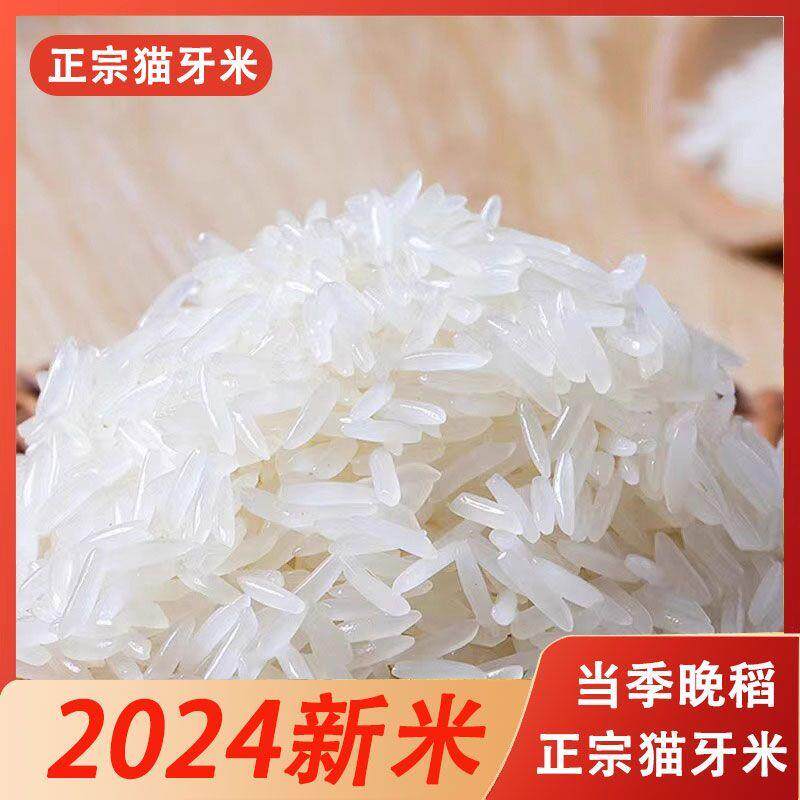 【用户推荐】2024猫牙米正宗南方新鲜猫牙香米长粒香米现磨现发