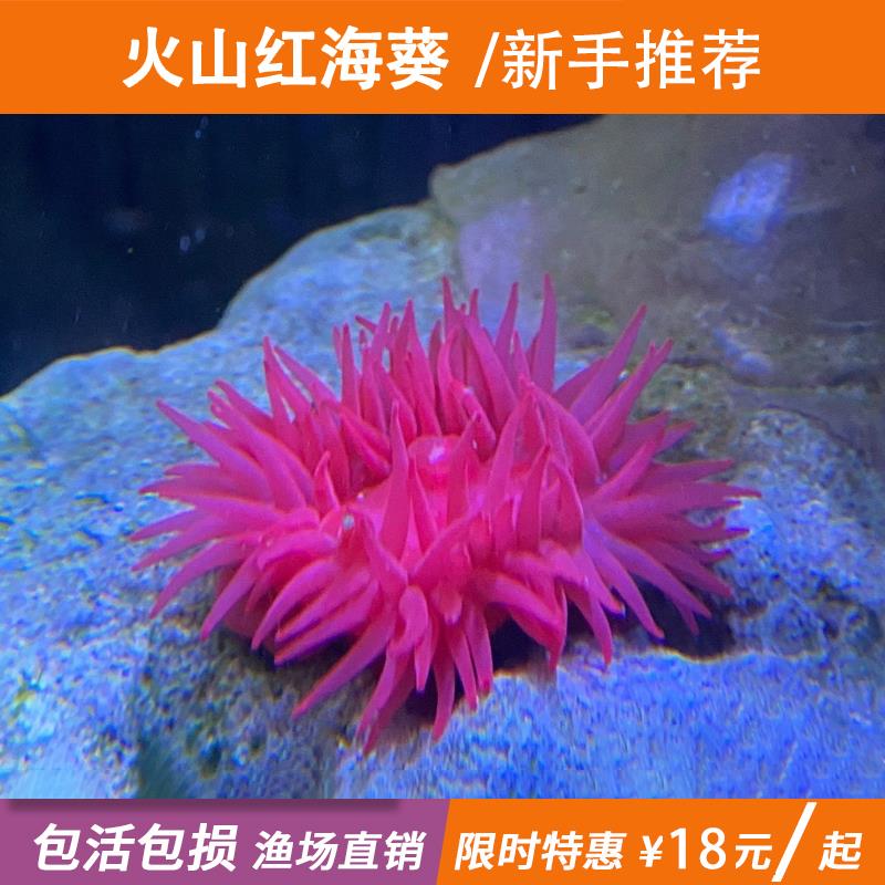 海葵活物火山海葵小丑鱼共生观赏红海葵海缸生物活体珊瑚樱花海葵