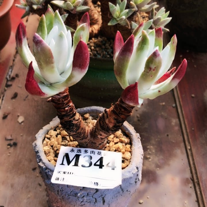 永选仙女杯 象牙苹果叶 344