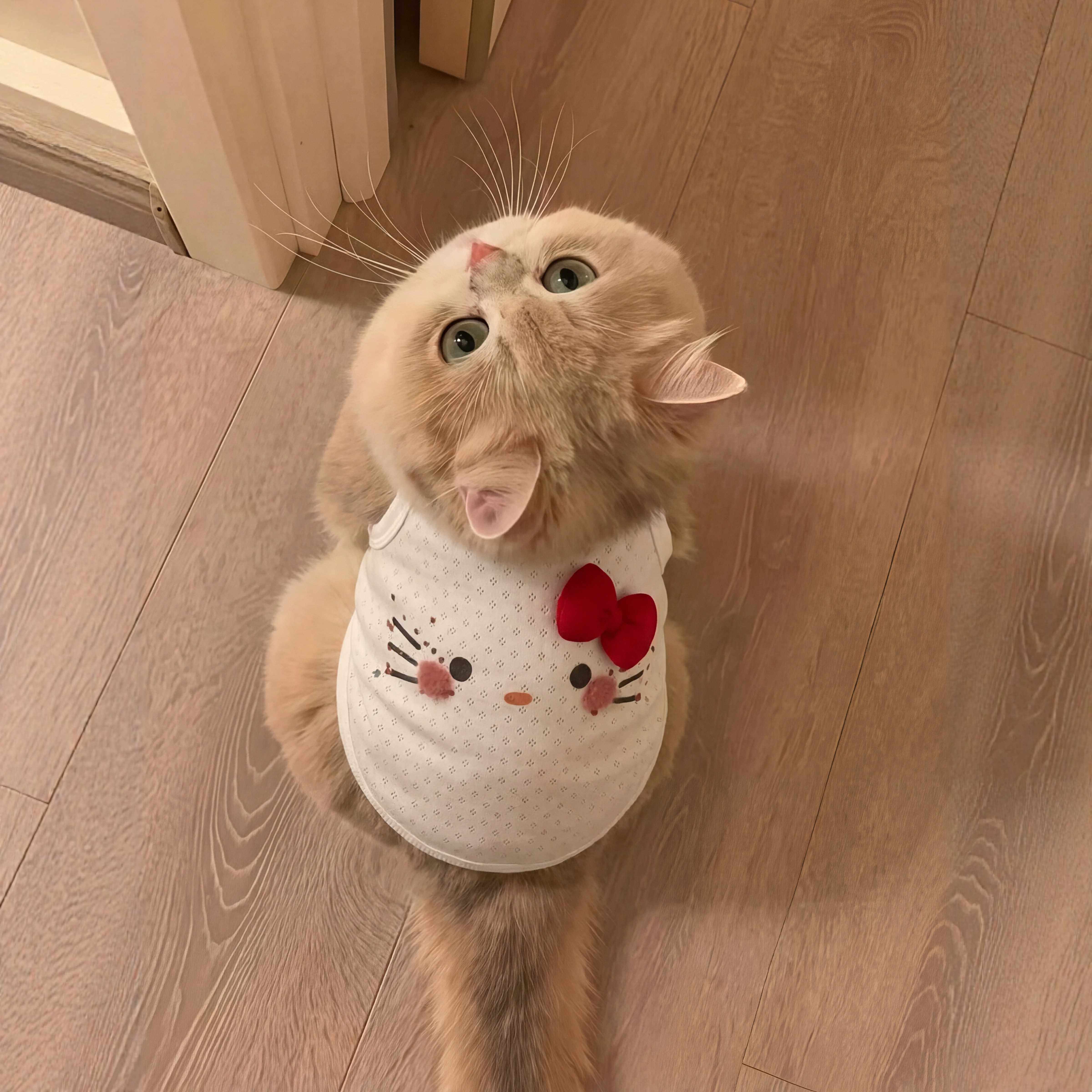 猫咪衣服小猫防掉毛薄款夏季背心2026新款德文猫布偶猫宠物狗衣服