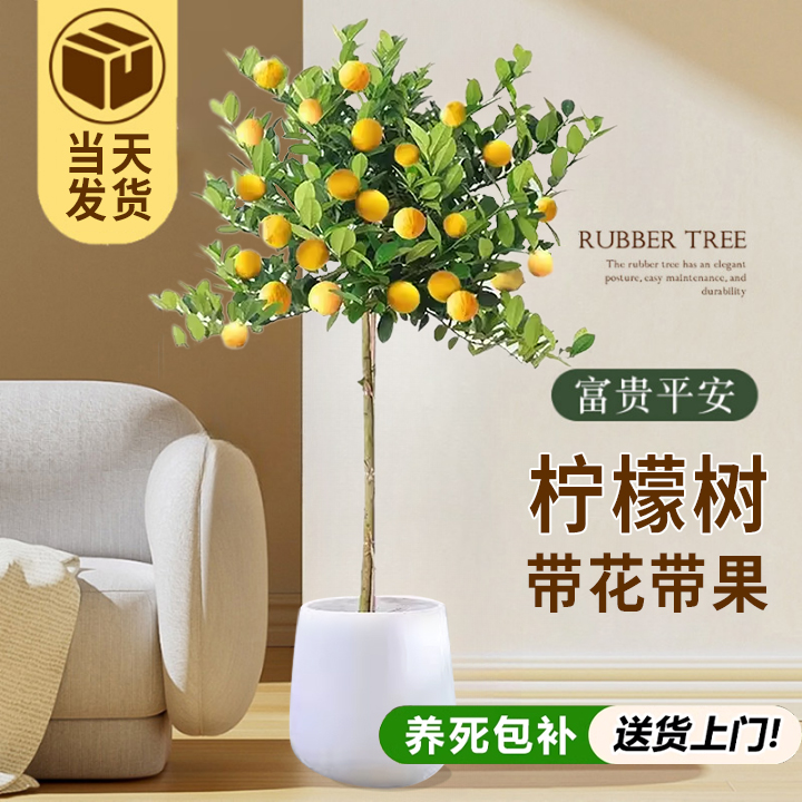 香水柠檬树苗盆栽室内花卉可食用驱蚊植物四季结果庭院地栽绿植物