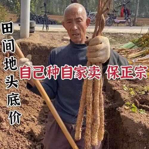 新疆包邮河南焦作温县铁棍山药新鲜垆土铁棍铁杆怀淮山药粉糯甘香