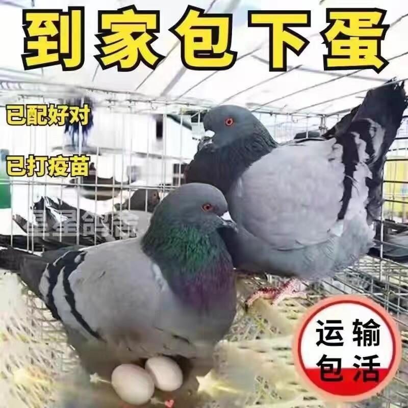 元宝鸽落地王鸽子活体一对青年鸽鸽信鸽观赏鸽肉鸽成年鸽