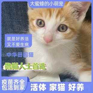 中华田园猫活物橘猫家猫幼崽宠物猫狸猫黑猫白猫英短猫咪抓老鼠猫