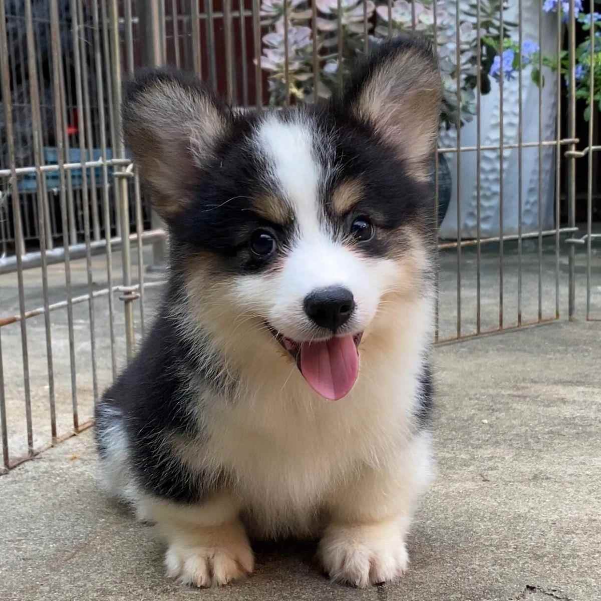 柯基幼犬小狗犬舍幼崽狗小短腿活体精品伴侣犬犬黑白中小型狗黄白