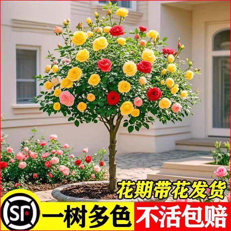 棒棒糖树桩月季花苗盆栽花卉特大花朵四季植物庭院老桩玫瑰花树苗