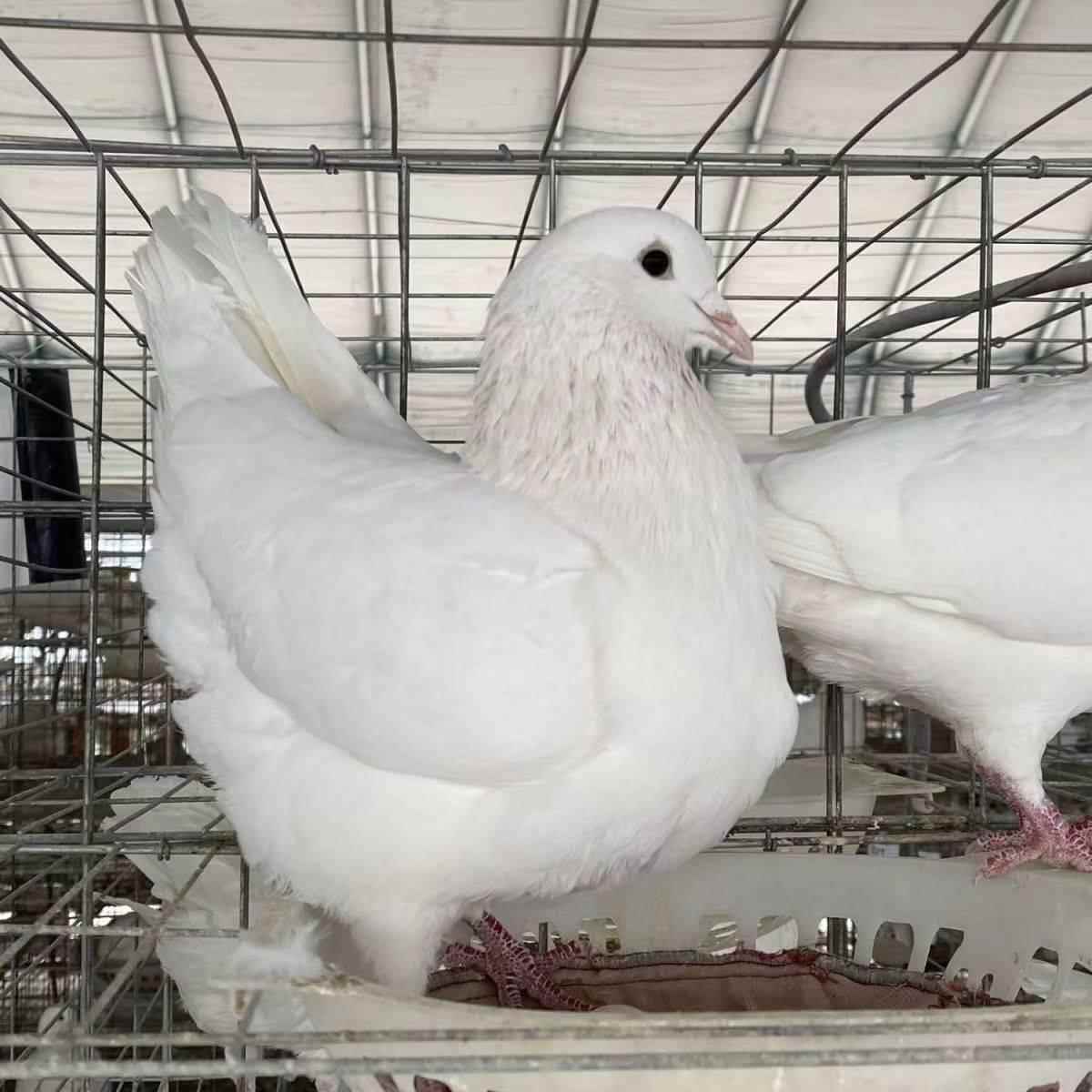 纯种元宝圆环活体鸽子元宝鸽巨型落地王活物肉鸽观赏种鸽一对活体