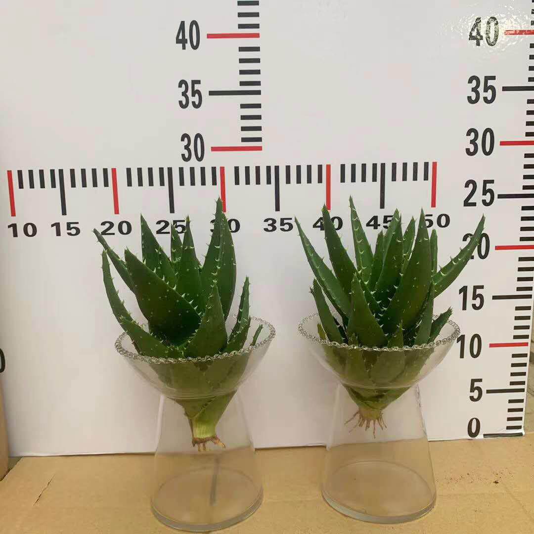 多肉植物盆栽花卉绿植居家花卉绿植水培芦荟