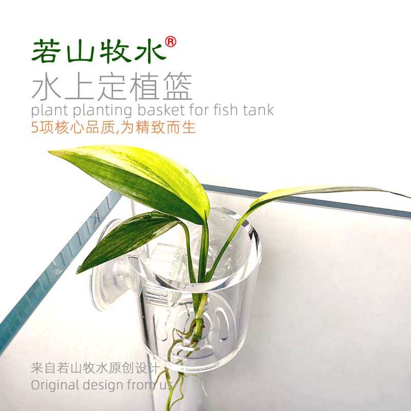 鱼缸水培植物固定架支架定植篮种植杯水草杯山崎桂绿萝种植杯器皿